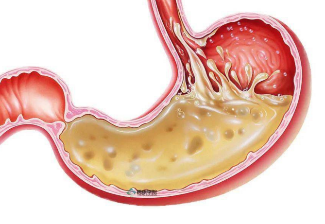 胃有什么作用？胃的消化功能与重要性