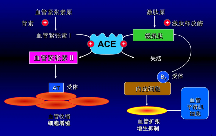 降压肽应用情况——ACE抵制肽
