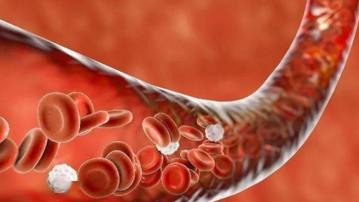 地龙蛋白肽与降低血粘
