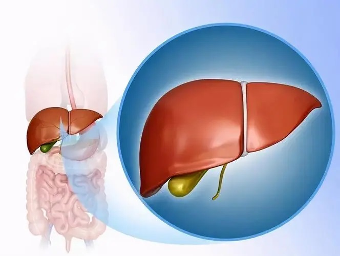 肽对肝脏有好处吗,肽对肝脏受损的作用.