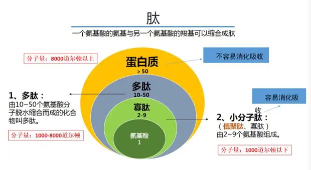 肽对身体的好处有哪些,肽能长期服用吗?