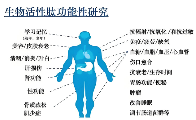 老年人吃肽有用吗,什么肽适合老年人用?