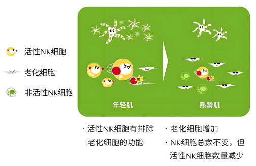 肽对人体免疫力的作用,肽提高免疫力效果好么？