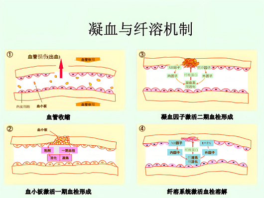 机体是怎样维持凝血与纤溶平衡的？