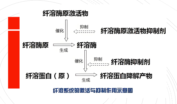 纤溶酶适应症有哪些,纤溶酶对脑梗有什么用处？