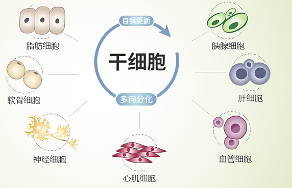 干细胞对人体器官的作用,干细胞对人体器官的好处.