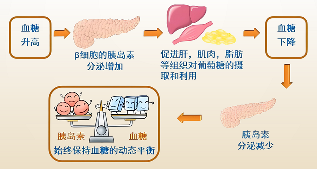 黄芪多糖与降血糖,黄芪多糖调理糖尿病效果怎么样？