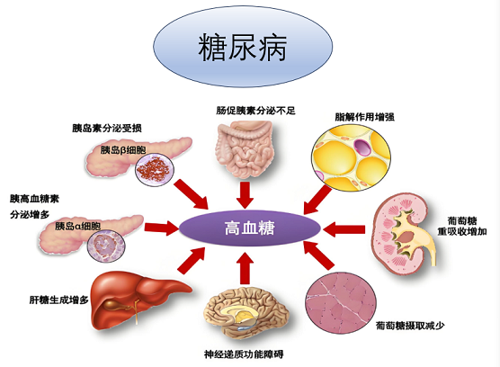 活性肽对糖尿病的作用是什么,活性肽糖尿病人能吃吗？