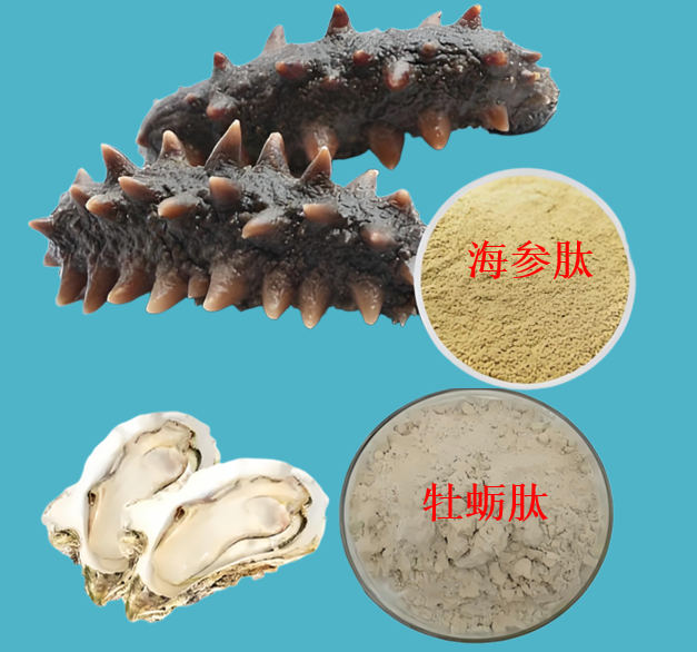 海参牡蛎肽对高血压糖尿病有用吗,效果怎么样？