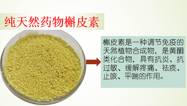 槲皮素能治疗肺纤维化吗,槲皮素效果怎么样?