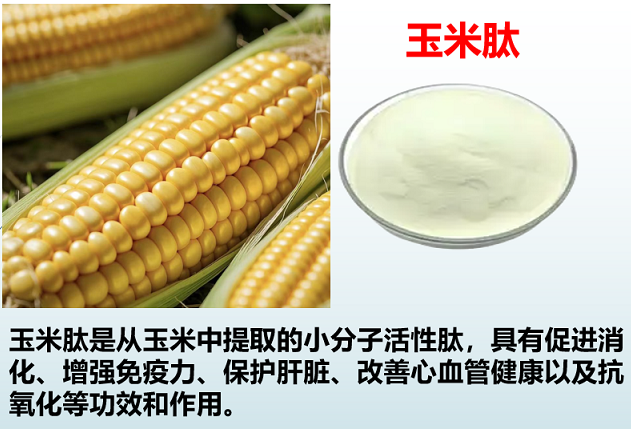 玉米肽对人体的功效与作用,玉米肽能改善睡眠吗？