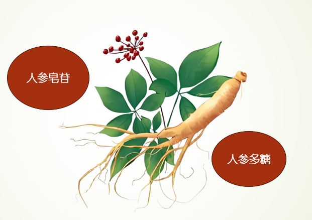 人参固体饮料对高血压有用吗,吃多久能见效？