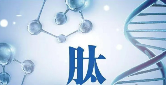 小分子肽对肾脏的保护作用？活性肽与改善对肾脏功能