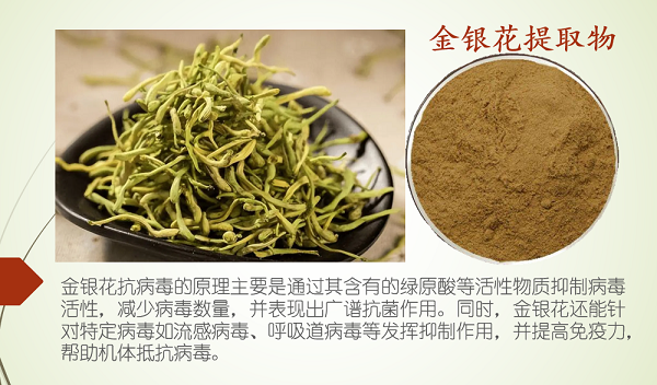 金银花提取物能长期吃吗，金银花提取物适合什么人服用？