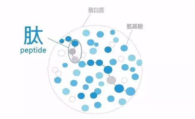 胶原蛋白肽对骨骼的好处,胶原蛋白肽能保护骨骼吗？