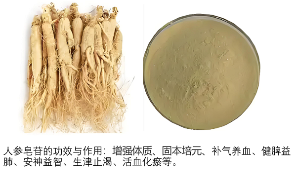 人参皂苷对保护心脑血管健康的作用,人参皂苷能预防心脑血管疾病吗?