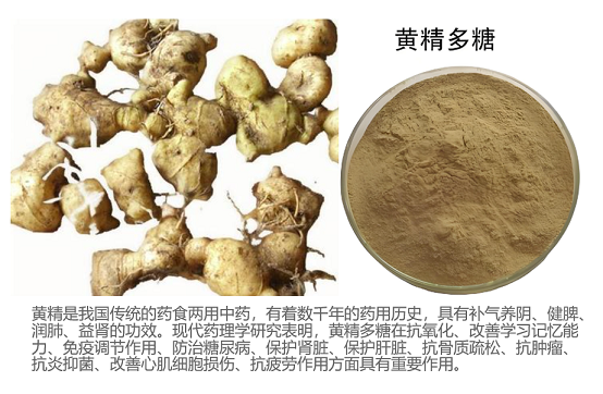 黄精多糖抗衰老的作用,黄精多糖能抗衰老效果好吗？