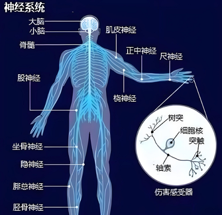 人参皂苷对神经系统的作用,人参皂苷能改善认知功能障碍吗?