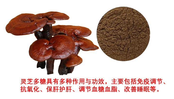 灵芝多糖对促进肝细胞再生的作用机制,灵芝对肝纤维化有帮助吗？