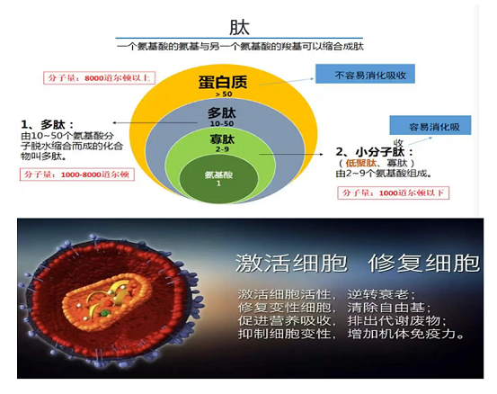 活性肽与普通蛋白质的区别,活性肽和普通蛋白质哪个好?