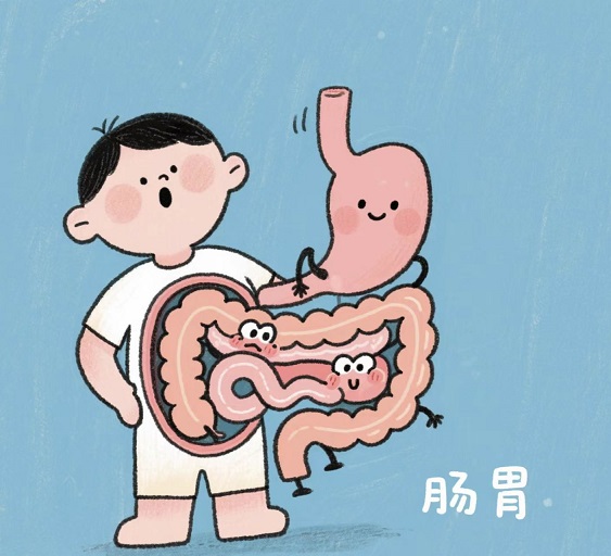 活性肽改善消化系统疾病的机制,活性肽调节肠胃功能效果好吗？