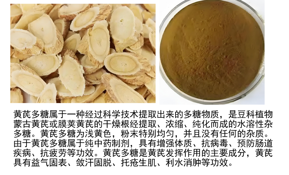 黄芪多糖在免疫调节方面的作用,应用效果怎么样？