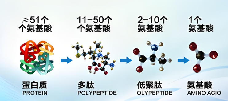 活性肽与肌肉生长的作用及应用研究