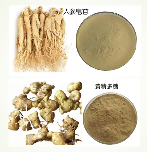 人参黄精复合多糖免疫调节机制：从先天免疫到适应性免疫的全链条激活
