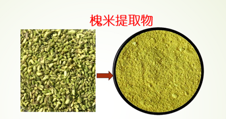 槐米槲皮素对哪些过敏性疾病有帮助？